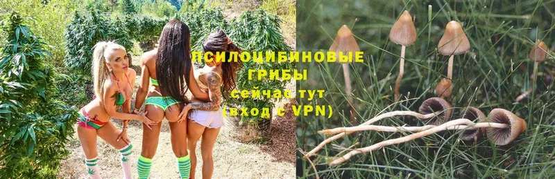 Псилоцибиновые грибы Magic Shrooms  Приволжский 